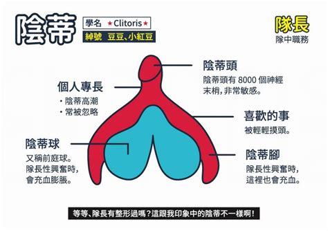 女性私密處構造|女性生殖系統、女性陰道口位置圖片